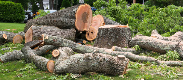 Reliable Kingsland, TX Tree Care Solutions